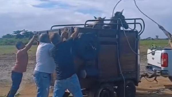 APREENSÃO DE CAVALOS É INICIADA PELA PREFEITURA DE ILHÉUS