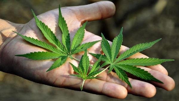 ANVISA FARÁ CONSULTAS PÚBLICAS SOBRE REGULAMENTAR A CANNABIS MEDICINAL