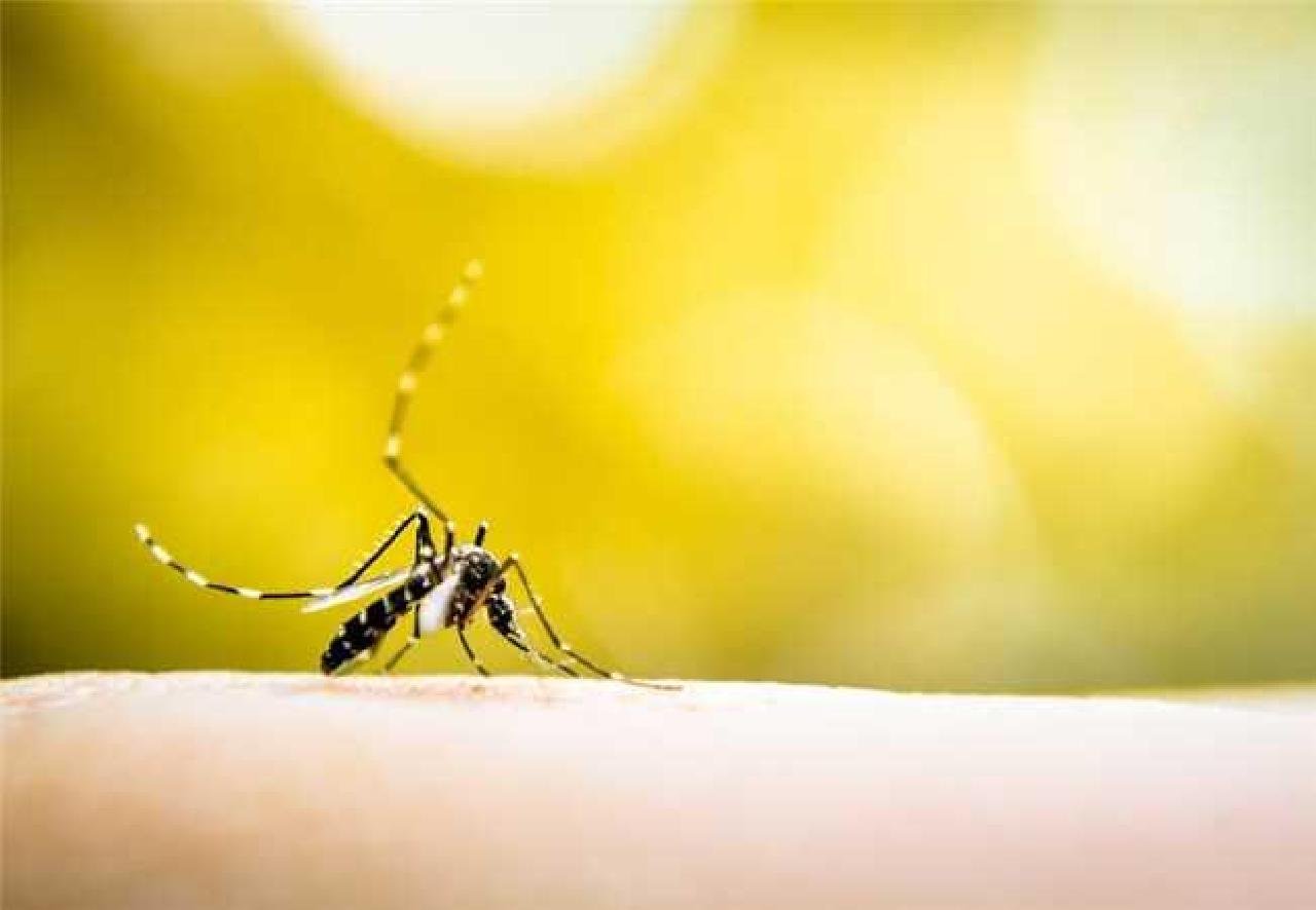 ILHÉUS: SESAU CONFIRMA CASOS DE ZIKA E CHIKUNGUNYA E ALERTA PARA RISCO DE SURTO ILHÉUS: SESAU CONFIRMA CASOS DE ZIKA E CHIKUNGUNYA E ALERTA PARA RISCO DE SURTO