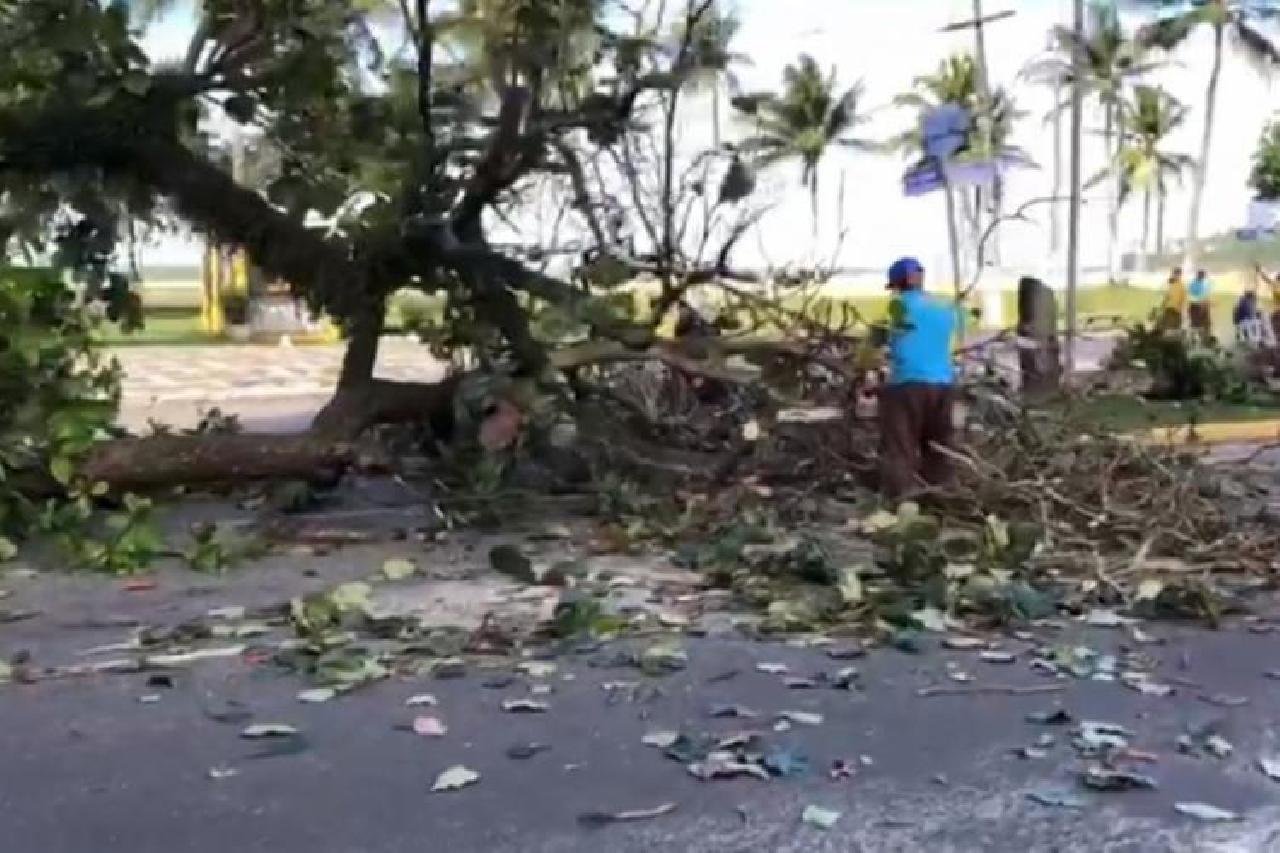 PREFEITURA DE ILHÉUS É NOTIFICADA PELO MP-BA POR DERRUBAR AMENDOEIRAS PREFEITURA DE ILHÉUS É NOTIFICADA PELO MP-BA POR DERRUBAR AMENDOEIRAS