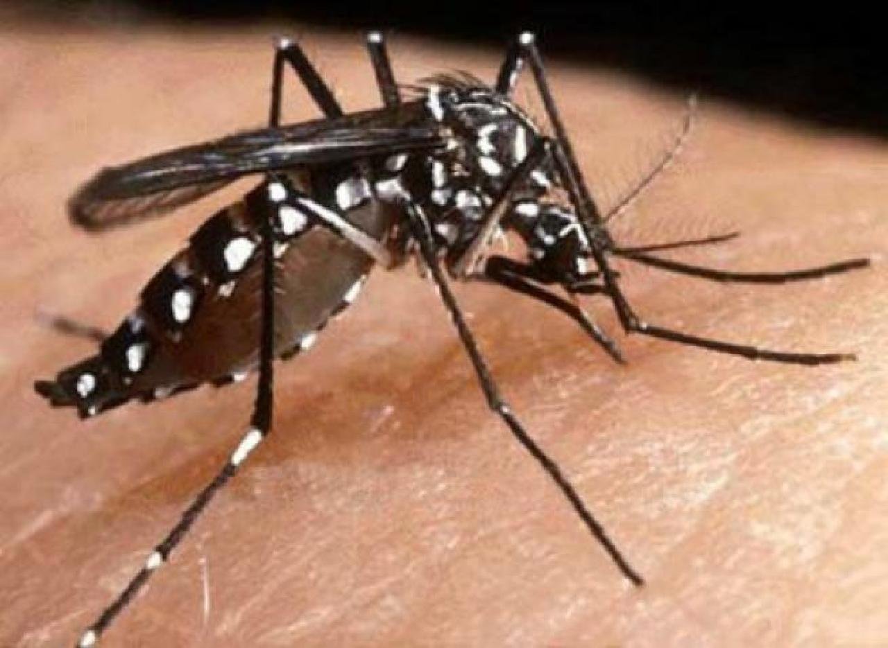 BAHIA TEM MAIS DE 40 MIL CASOS DE DENGUE