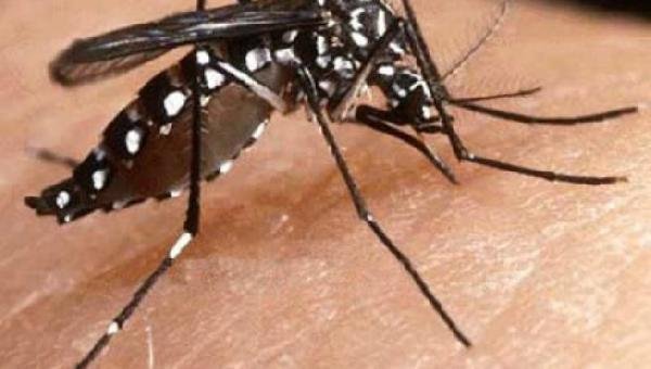 BAHIA TEM MAIS DE 40 MIL CASOS DE DENGUE