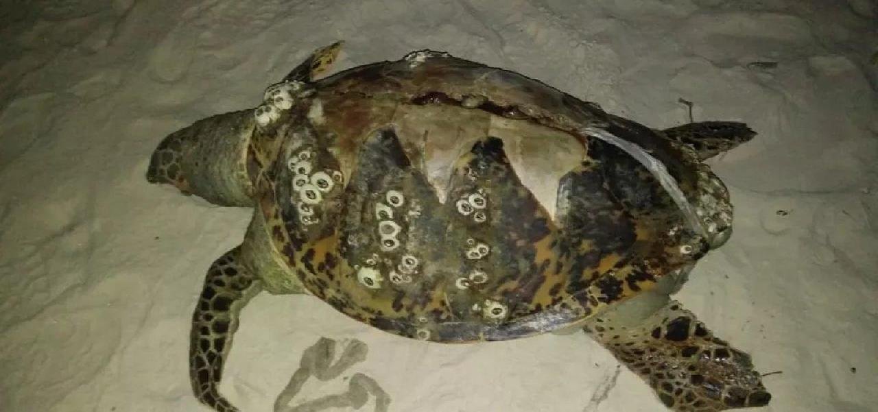 TRÊS TARTARUGAS SÃO ENCONTRADAS MORTAS NO SUL DA BAHIA TRÊS TARTARUGAS SÃO ENCONTRADAS MORTAS NO SUL DA BAHIA