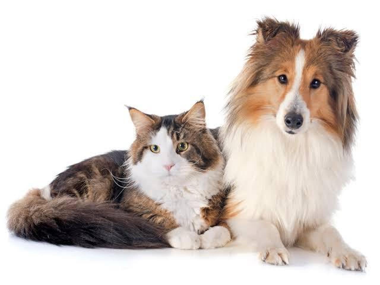 CASTRAÇÕES DE CÃES E GATOS ESTÃO SUSPENSAS TEMPORARIAMENTE