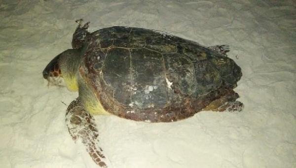 TARTARUGA E AVE MARINHA SÃO ENCONTRADAS MORTAS EM PRAIAS DE ILHÉUS