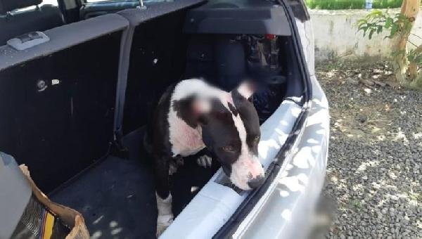 PRF RESGATA CACHORRO VÍTIMA DE MAUS-TRATOS EM PORTA-MALAS DE CARRO EM FEIRA DE SANTANA