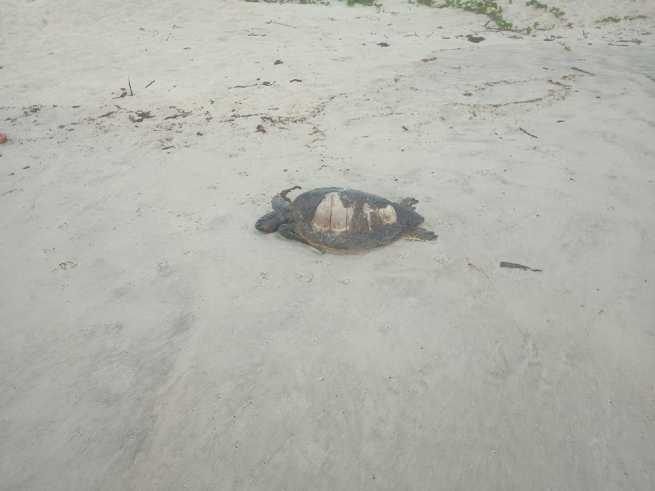 TARTARUGA É ENCONTRADA MORTA NA PRAIA DOS MILIONÁRIOS, ZONA SUL DE ILHÉUS