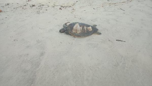 TARTARUGA É ENCONTRADA MORTA NA PRAIA DOS MILIONÁRIOS, ZONA SUL DE ILHÉUS