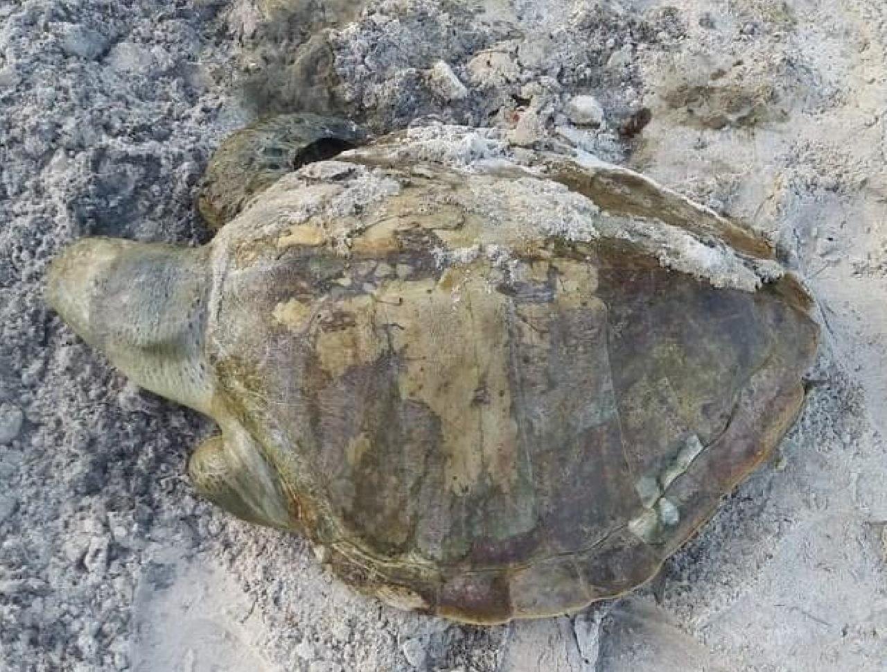 TARTARUGA É ENCONTRADA MORTA NA PRAIA DOS MILIONÁRIOS TARTARUGA É ENCONTRADA MORTA NA PRAIA DOS MILIONÁRIOS