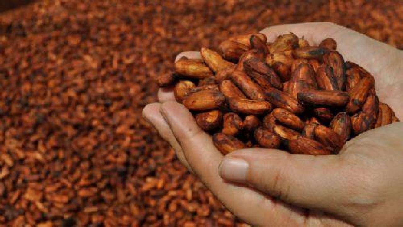CIENTISTA BAIANO UTILIZA CACAU EM ESTUDO PARA CRIAR MEDICAMENTO CONTRA A COVID CIENTISTA BAIANO UTILIZA CACAU EM ESTUDO PARA CRIAR MEDICAMENTO CONTRA A COVID