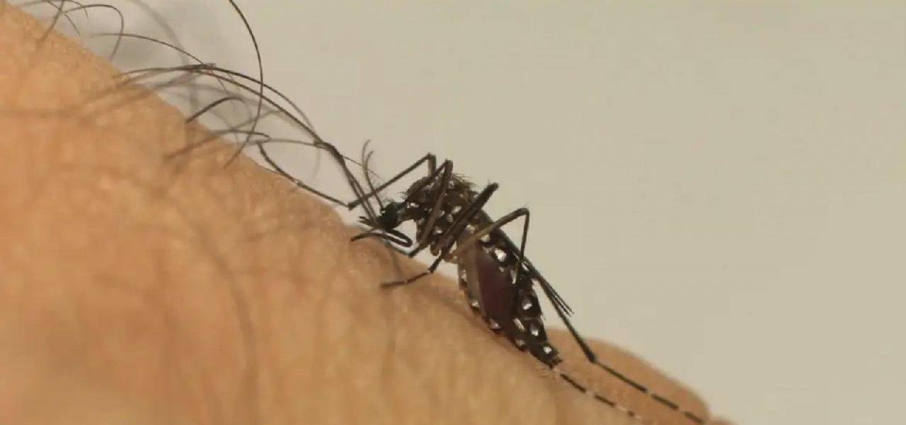 OMS APONTA QUE BRASIL LIDERA CASOS DE DENGUE NO MUNDO OMS APONTA QUE BRASIL LIDERA CASOS DE DENGUE NO MUNDO