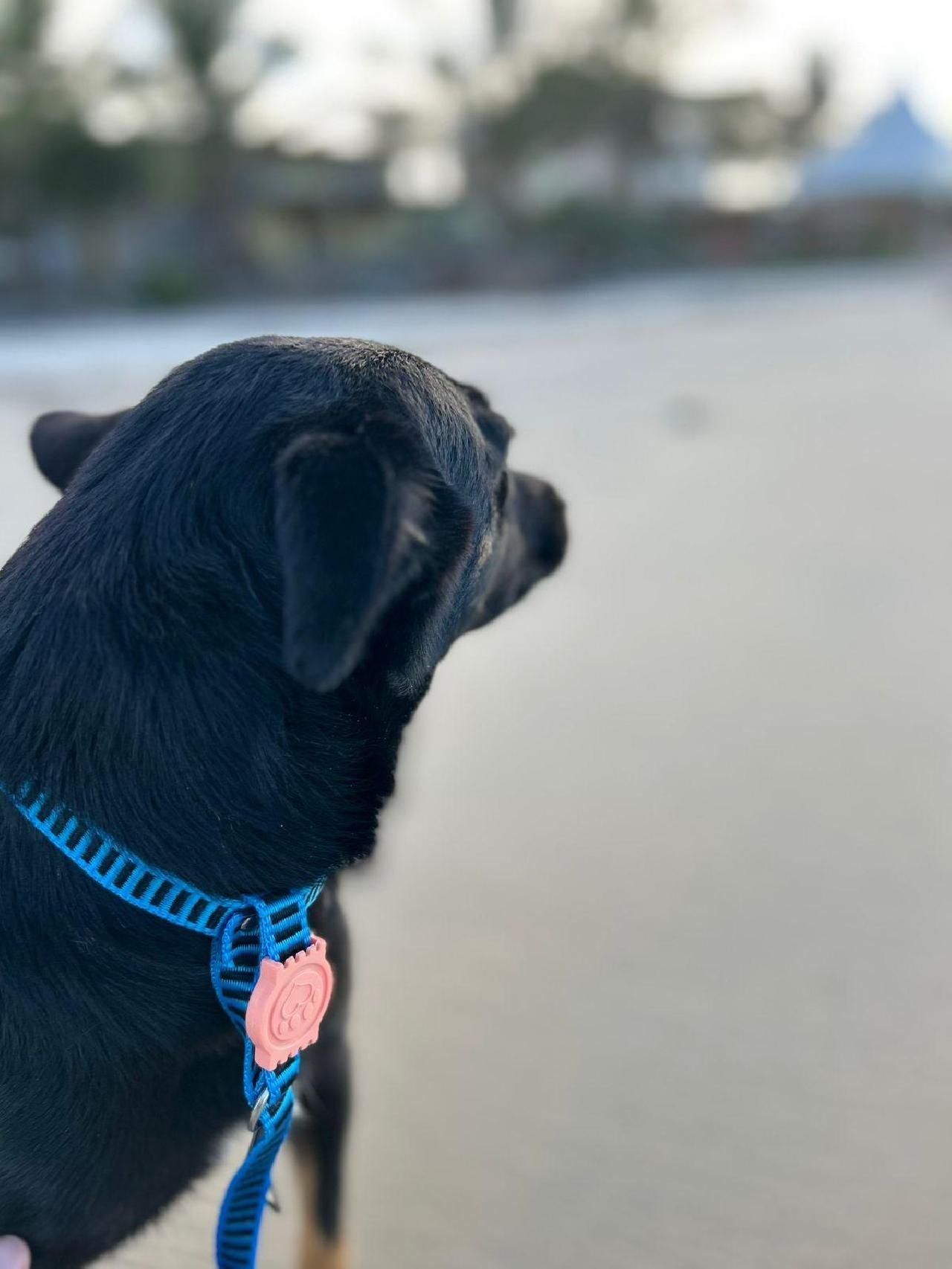 CAMPANHA EM ILHÉUS DÁ VOZ A CÃES, QUE NARRAM SUAS PRÓPRIAS HISTÓRIAS EM BUSCA DE UM LAR CAMPANHA EM ILHÉUS DÁ VOZ A CÃES, QUE NARRAM SUAS PRÓPRIAS HISTÓRIAS EM BUSCA DE UM LAR