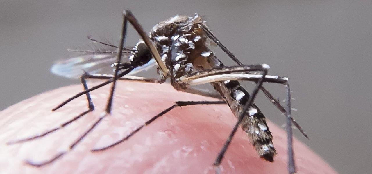 CASOS DE DENGUE AUMENTAM MAIS DE 60% NA BAHIA NOS PRIMEIROS MESES DE 2023