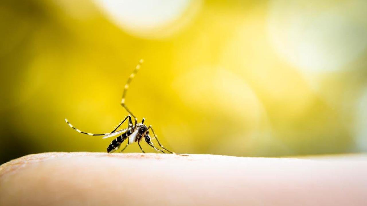 AÇÕES SÃO INTENSIFICADAS PARA O CONTROLE DA DENGUE EM ILHÉUS AÇÕES SÃO INTENSIFICADAS PARA O CONTROLE DA DENGUE EM ILHÉUS