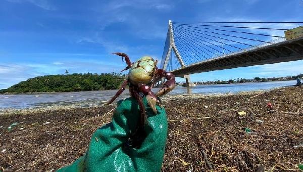 POSSÍVEIS MOTIVOS DO DESLOCAMENTO DE CARANGUEJOS NAS CIDADES DE ILHÉUS E CANAVIEIRAS APÓS AS CHUVAS 