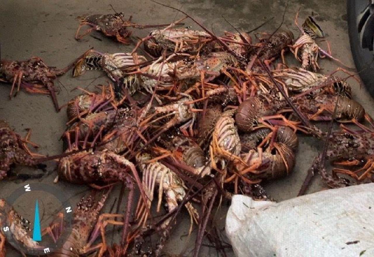 CIPPA APREENDE 450 QUILOS DE LAGOSTA PESCADOS ILEGALMENTE EM ILHÉUS CIPPA APREENDE 450 QUILOS DE LAGOSTA PESCADOS ILEGALMENTE EM ILHÉUS