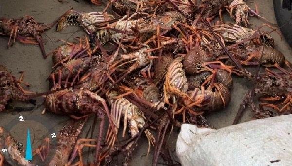 CIPPA APREENDE 450 QUILOS DE LAGOSTA PESCADOS ILEGALMENTE EM ILHÉUS