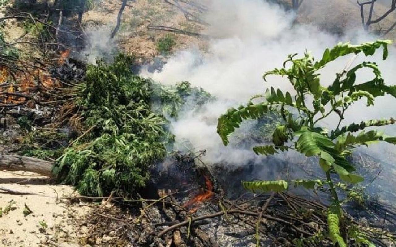 OPERAÇÃO DA PF LOCALIZA 45 MIL PÉS DE MACONHA EM CIDADES DA BAHIA E PERNAMBUCO
