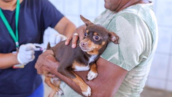 ILHÉUS INICIA A SEMANA COM MAIS DE 9,5 MIL ANIMAIS VACINADOS CONTRA A RAIVA