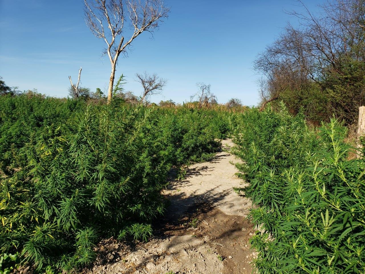 ROÇA COM MAIS DE 30 MIL PÉS DE MACONHA ERRADICADA EM COTEGIPE ROÇA COM MAIS DE 30 MIL PÉS DE MACONHA ERRADICADA EM COTEGIPE