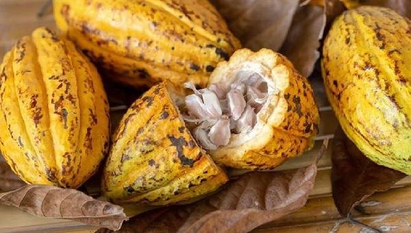 UESC ABRE INSCRIÇÕES PARA CURSO DE CAPACITAÇÃO EM TECNOLOGIAS PARA PRODUÇÃO DO CACAU