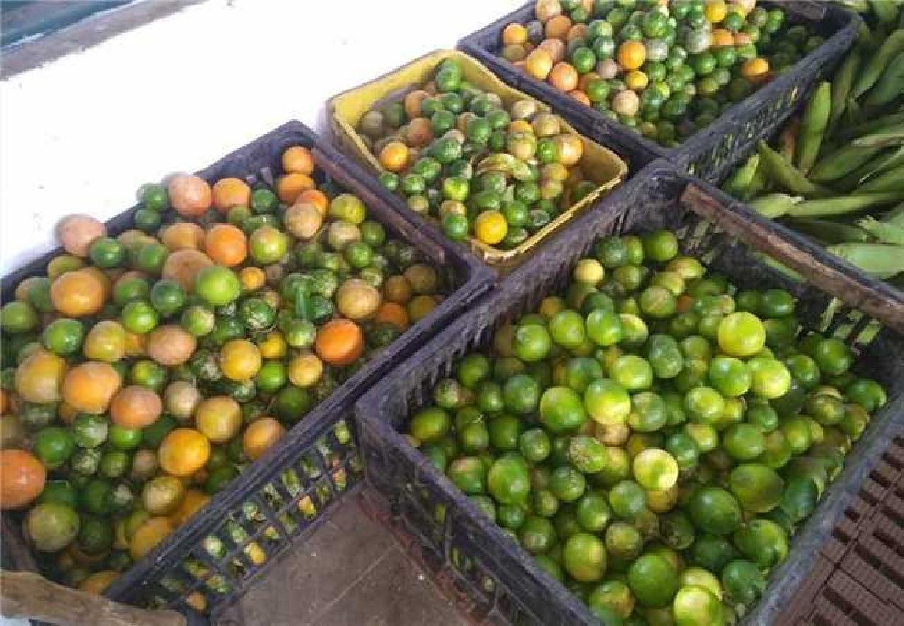 60 MICROPRODUTORES RURAIS E 9 ENTIDADES FILANTRÓPICAS FORAM BENEFICIADAS COM O PAA 60 MICROPRODUTORES RURAIS E 9 ENTIDADES FILANTRÓPICAS FORAM BENEFICIADAS COM O PAA