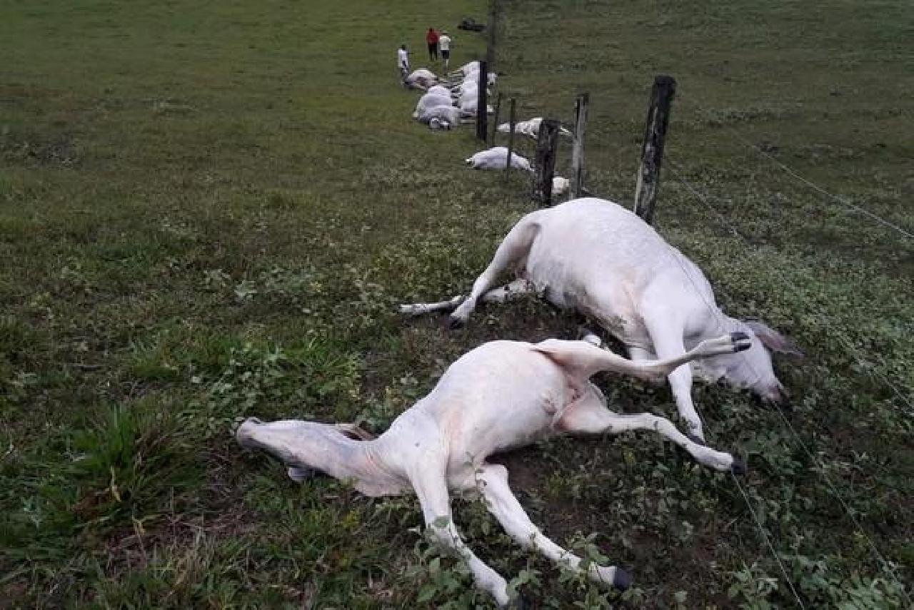 RAIO ATINGE FAZENDA E MATA DEZESSEIS ANIMAIS NO SUL DA BAHIA RAIO ATINGE FAZENDA E MATA DEZESSEIS ANIMAIS NO SUL DA BAHIA