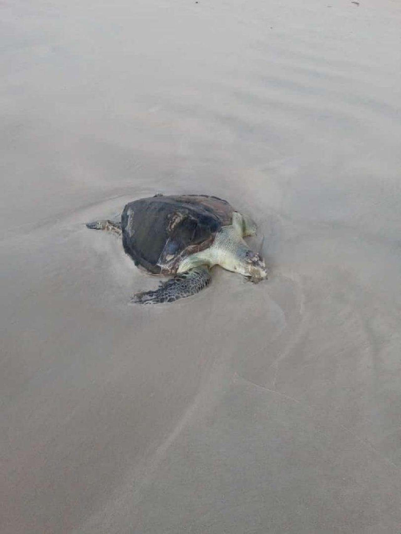 TARTARUGA OLIVA FOI ENCONTRADA MORTA NA PRAIA DA AVENIDA TARTARUGA OLIVA FOI ENCONTRADA MORTA NA PRAIA DA AVENIDA