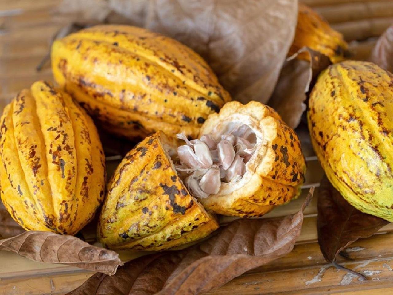 IBGE ESTIMA CRESCIMENTO DE 5% NA PRODUÇÃO DE CACAU NA BAHIA IBGE ESTIMA CRESCIMENTO DE 5% NA PRODUÇÃO DE CACAU NA BAHIA