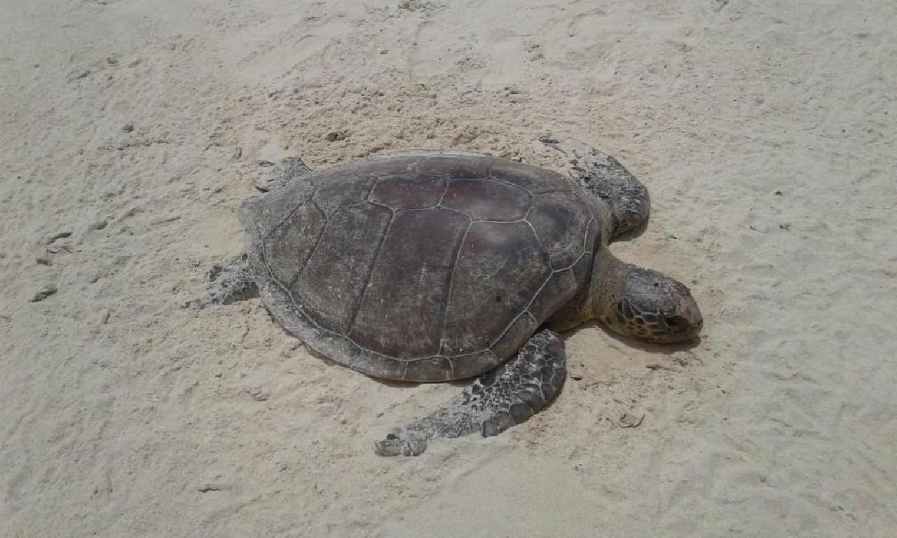 MAIS DE 130 TARTARUGAS FORAM ENCONTRADAS MORTAS NO LITORAL SUL DA BA EM 2020; NÚMERO É 12% MAIOR QUE O ANO PASSADO