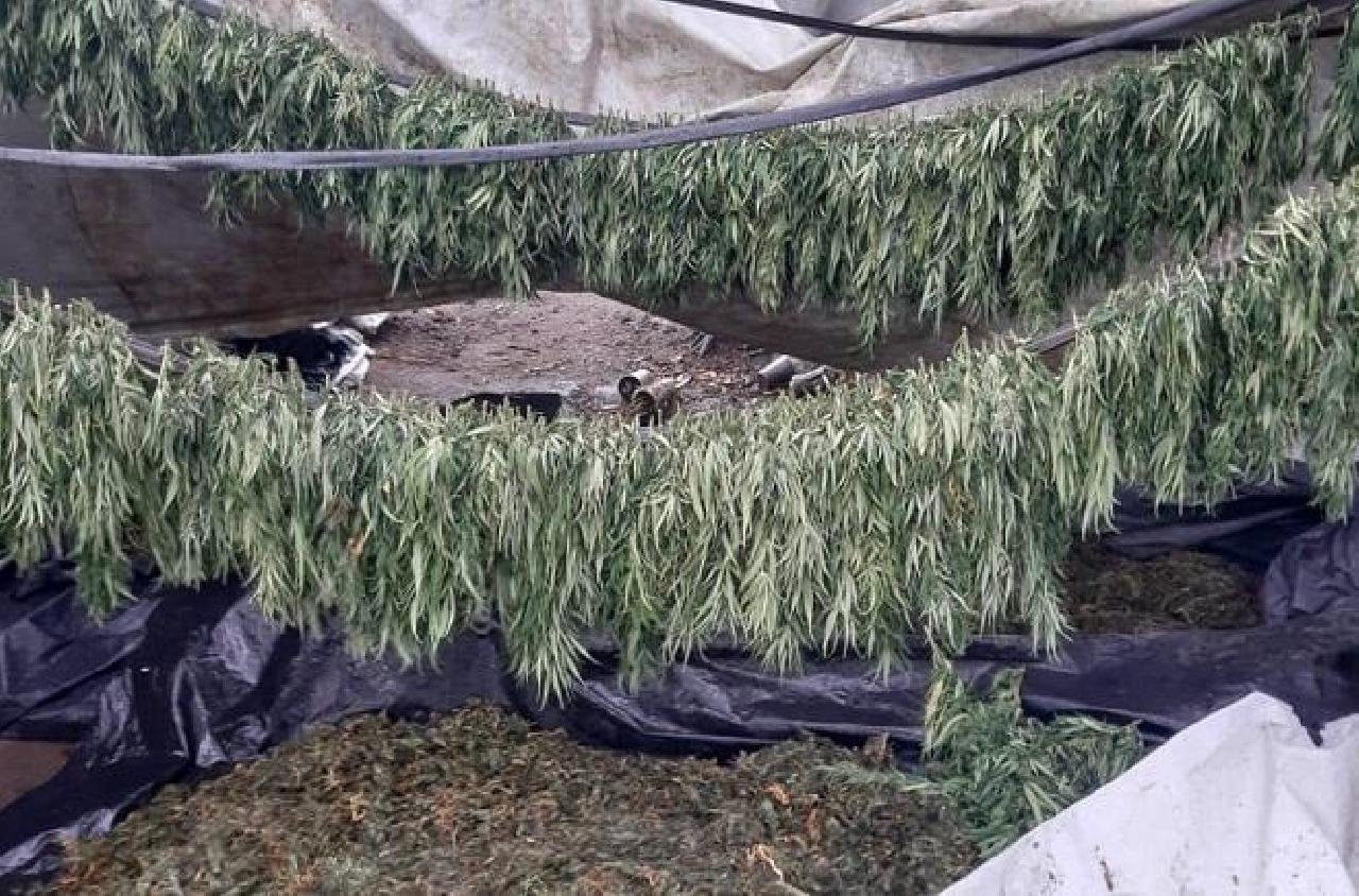 CIPE NORDESTE LOCALIZA PLANTAÇÃO COM MIL PÉS DE MACONHA CIPE NORDESTE LOCALIZA PLANTAÇÃO COM MIL PÉS DE MACONHA