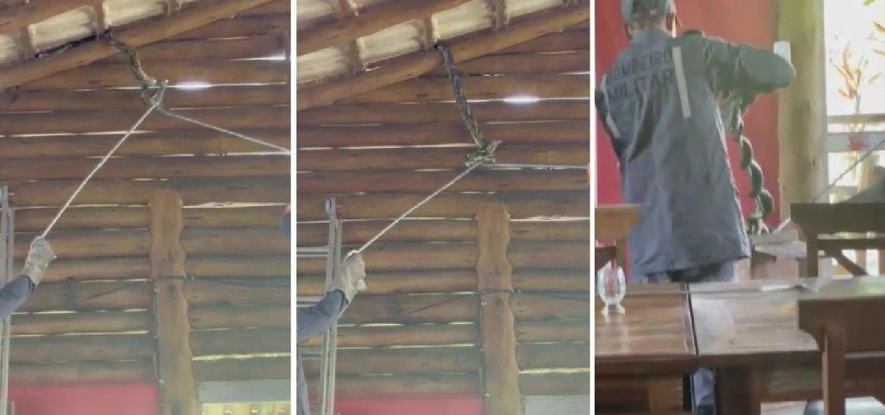 COBRA DE 4 METROS É ENCONTRADA NA ÁREA INTERNA DE RESTAURANTE EM ITABUNA COBRA DE 4 METROS É ENCONTRADA NA ÁREA INTERNA DE RESTAURANTE EM ITABUNA