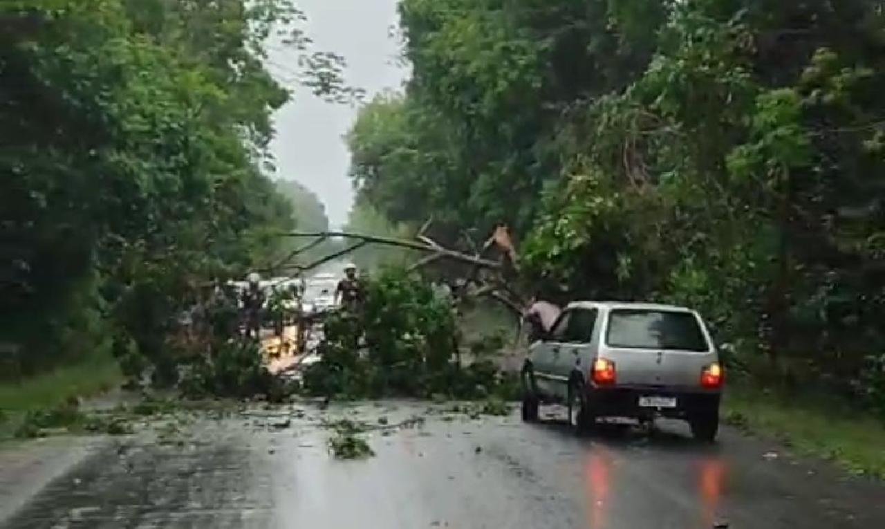 DUAS ÁRVORES BLOQUEIAM A RODOVIA ILHÉUS-ITACARÉ