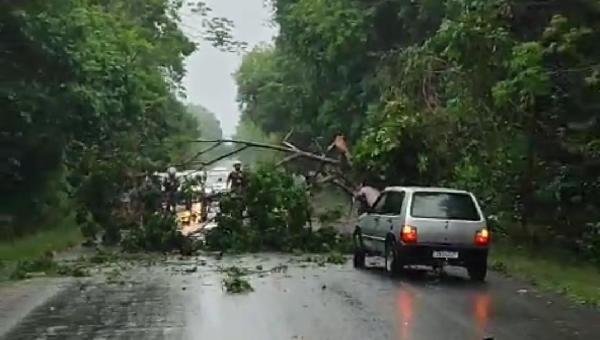 DUAS ÁRVORES BLOQUEIAM A RODOVIA ILHÉUS-ITACARÉ