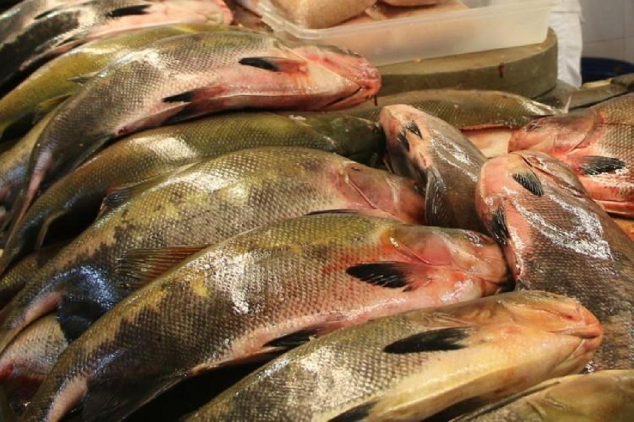 BAHIA PESCA INICIA COLETA DE PESCADO PARA ANÁLISE QUÍMICA BAHIA PESCA INICIA COLETA DE PESCADO PARA ANÁLISE QUÍMICA