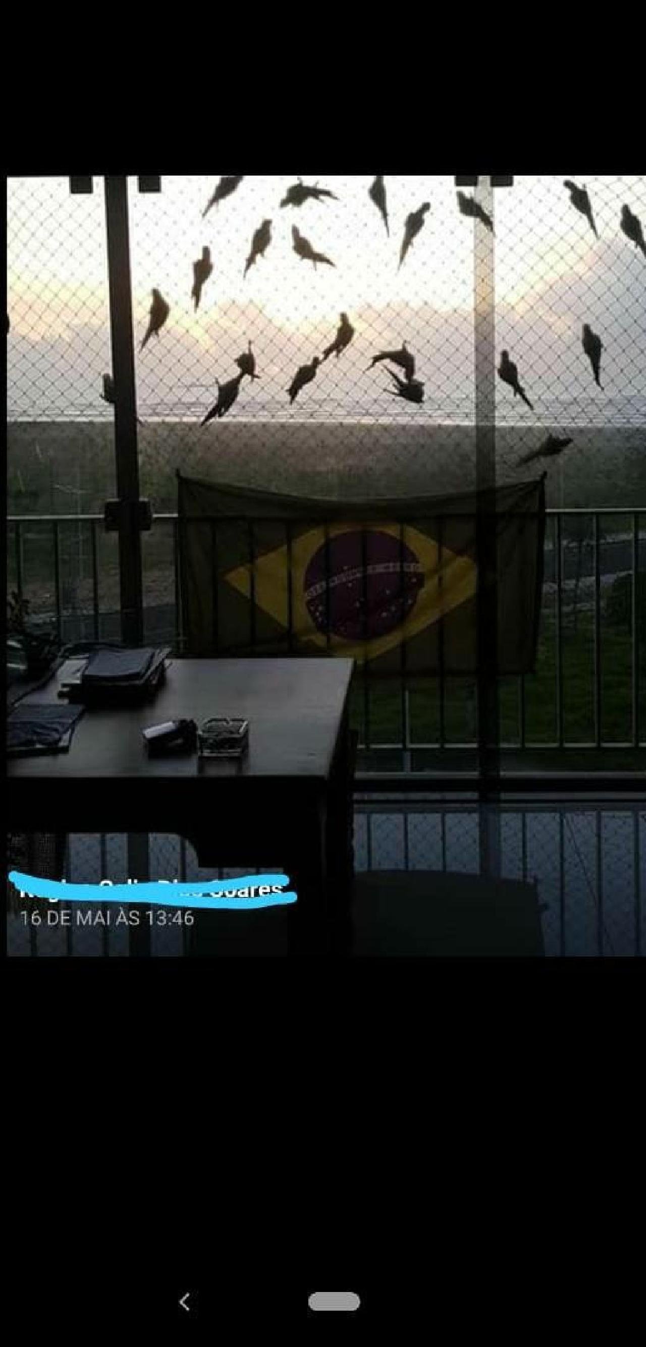 MARITACAS SEMPRE FREQUENTARAM VARANDAS DA SOARES LOPES MARITACAS SEMPRE FREQUENTARAM VARANDAS DA SOARES LOPES