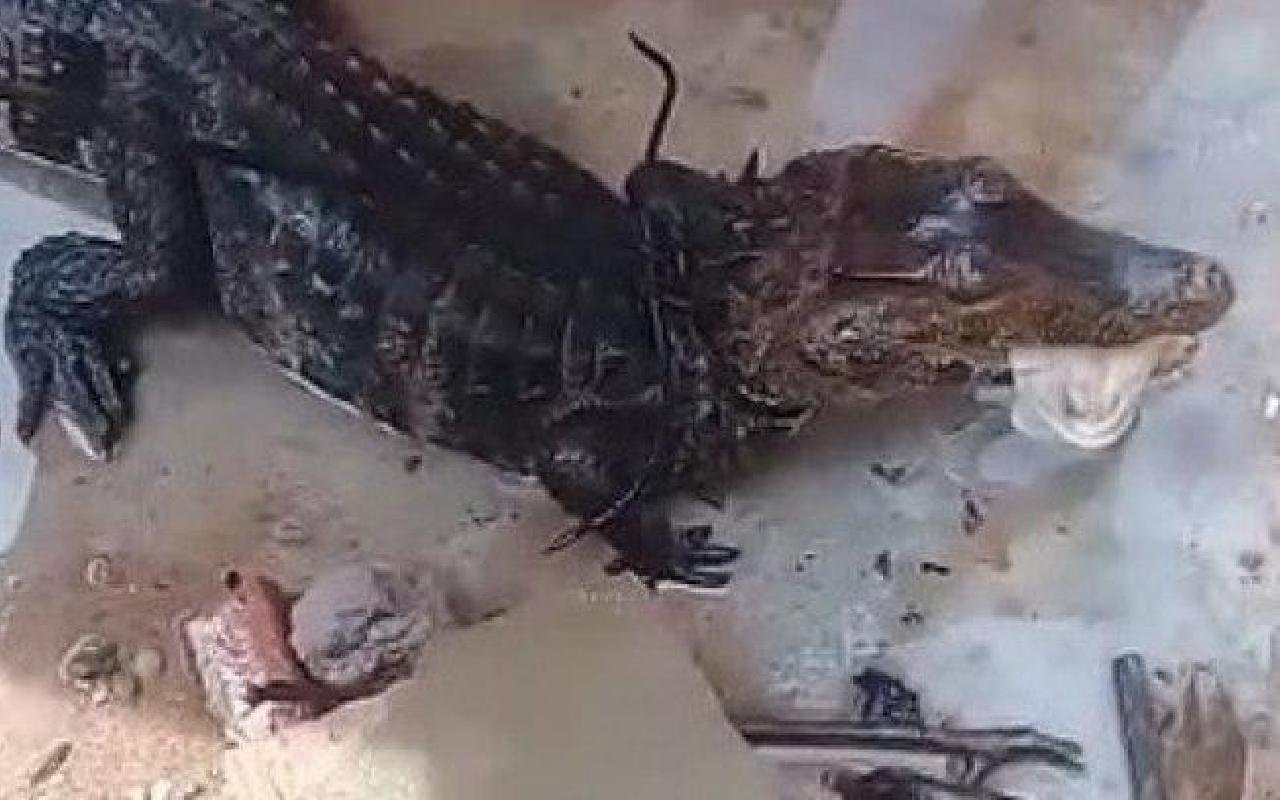 JACARÉ É ENCONTRADO EM QUINTAL DE CASA APÓS CHUVA EM SALVADOR JACARÉ É ENCONTRADO EM QUINTAL DE CASA APÓS CHUVA EM SALVADOR