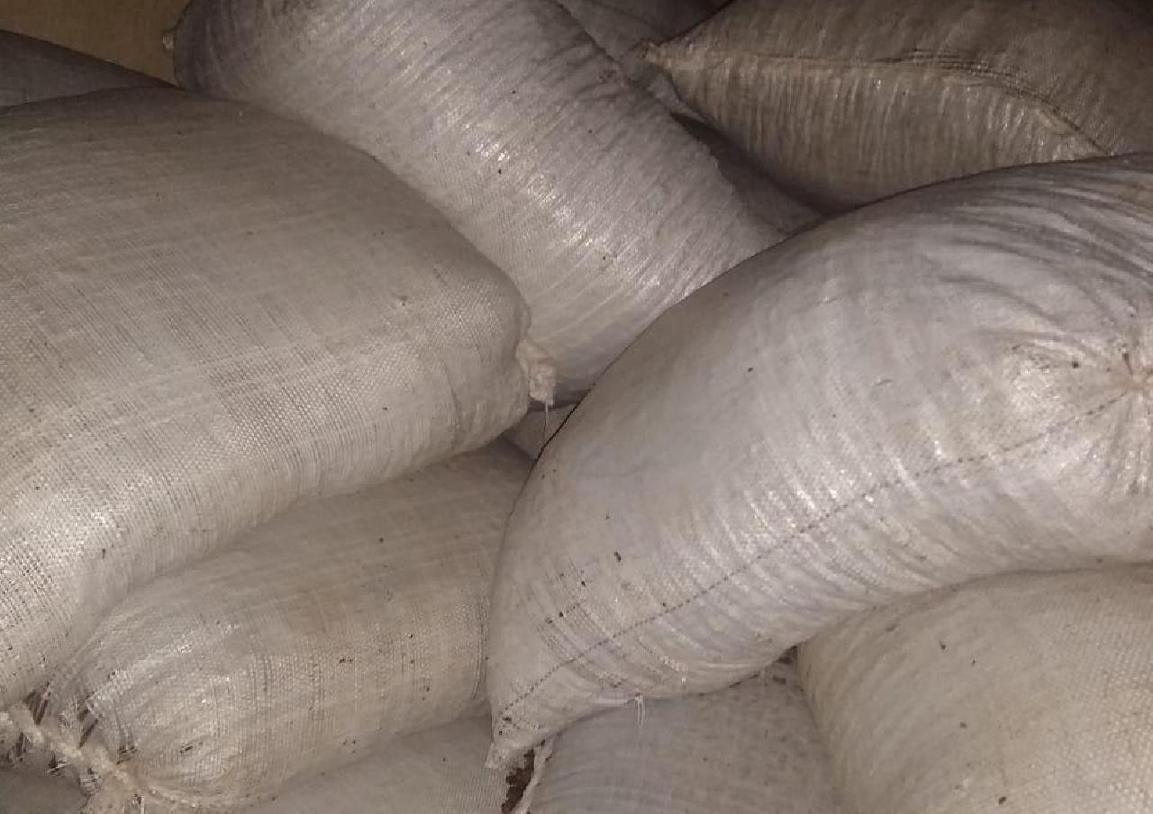 CIPE CACAUEIRA RECUPERA 13 TONELADAS DE CACAU; MATERIAL ESTAVA NO RIO DO BRAÇO, EM ILHÉUS CIPE CACAUEIRA RECUPERA 13 TONELADAS DE CACAU; MATERIAL ESTAVA NO RIO DO BRAÇO, EM ILHÉUS