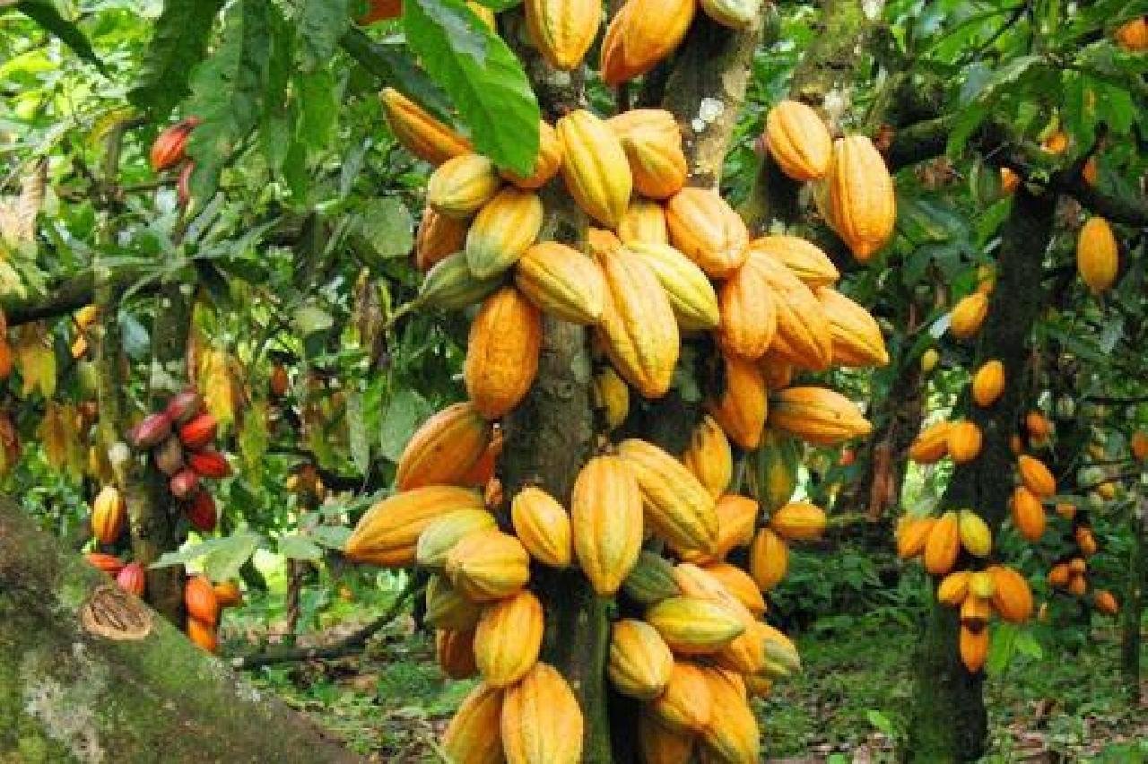 PRÓXIMA SAFRA TEMPORÃ DE CACAU PROJETA INJETAR R$ 1 BILHÃO NA ECONOMIA LOCAL BAIANA ENTRE MAIO E SETEMBRO 2020 PRÓXIMA SAFRA TEMPORÃ DE CACAU PROJETA INJETAR R$ 1 BILHÃO NA ECONOMIA LOCAL BAIANA ENTRE MAIO E SETEMBRO 2020