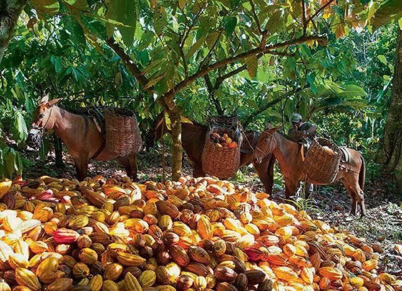 POLÍTICA DE INCENTIVO AO CACAU É APROVADA NO SENADO