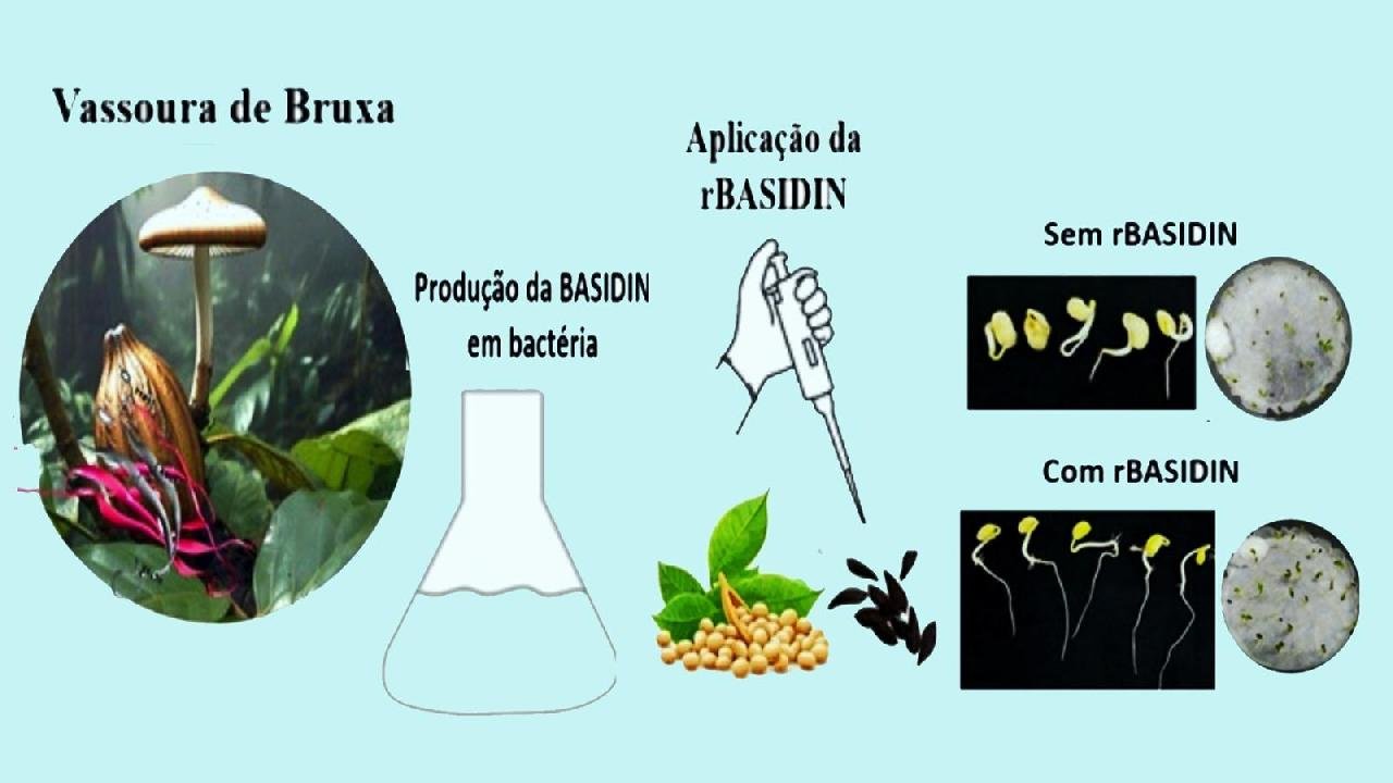 PESQUISADORES DA UESC DESCOBREM POTENCIAL BIOTECNOLÓGICO EM PROTEÍNA DA VASSOURA-DE-BRUXA PESQUISADORES DA UESC DESCOBREM POTENCIAL BIOTECNOLÓGICO EM PROTEÍNA DA VASSOURA-DE-BRUXA