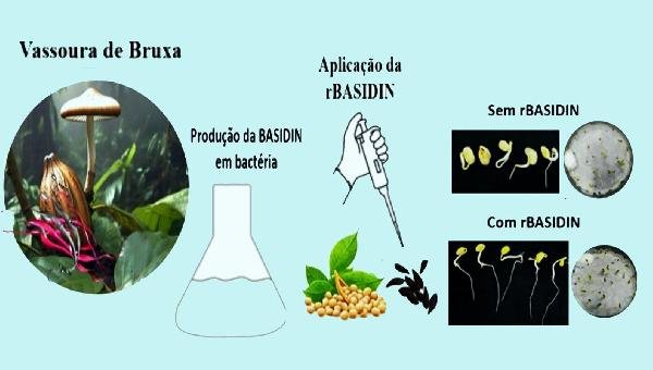 PESQUISADORES DA UESC DESCOBREM POTENCIAL BIOTECNOLÓGICO EM PROTEÍNA DA VASSOURA-DE-BRUXA