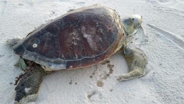 MAIS UMA TARTARUGA ENCONTRADA MORTA EM ILHÉUS 