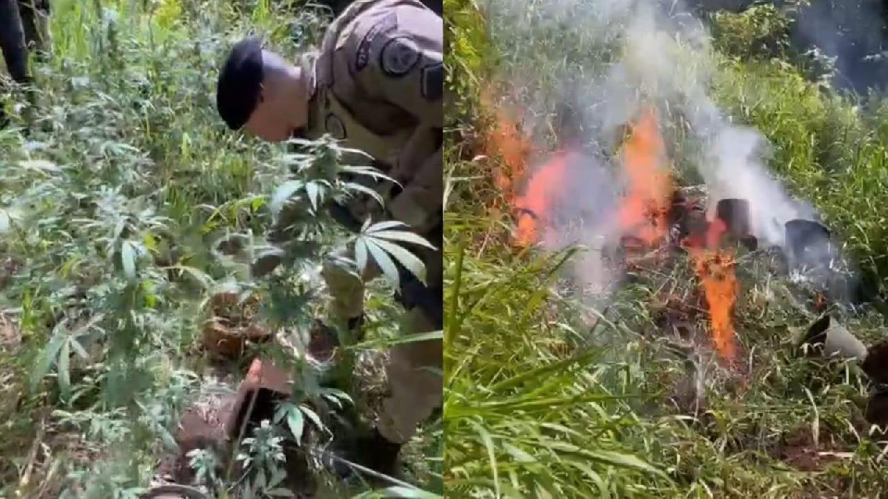 160 PÉS DE MACONHA SÃO APREENDIDOS EM ITACARÉ