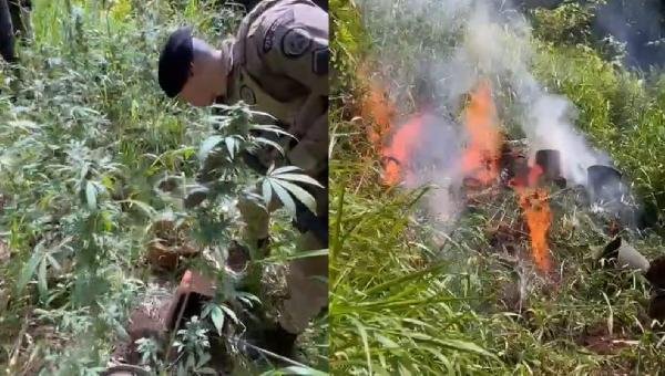 160 PÉS DE MACONHA SÃO APREENDIDOS EM ITACARÉ