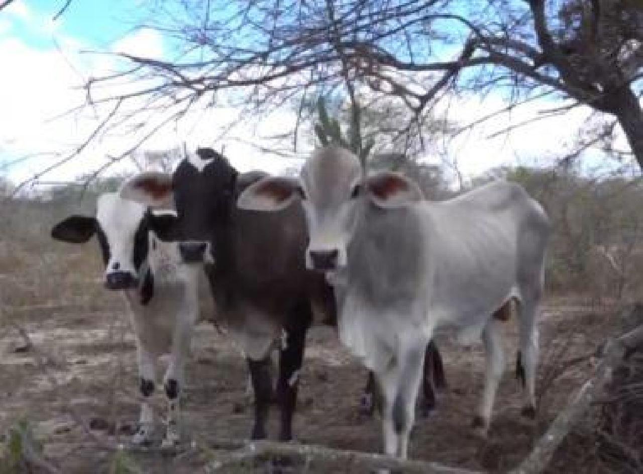 QUEIMADAS: CASO DE RAIVA EM ANIMAL É IDENTIFICADO APÓS 15 ANOS QUEIMADAS: CASO DE RAIVA EM ANIMAL É IDENTIFICADO APÓS 15 ANOS