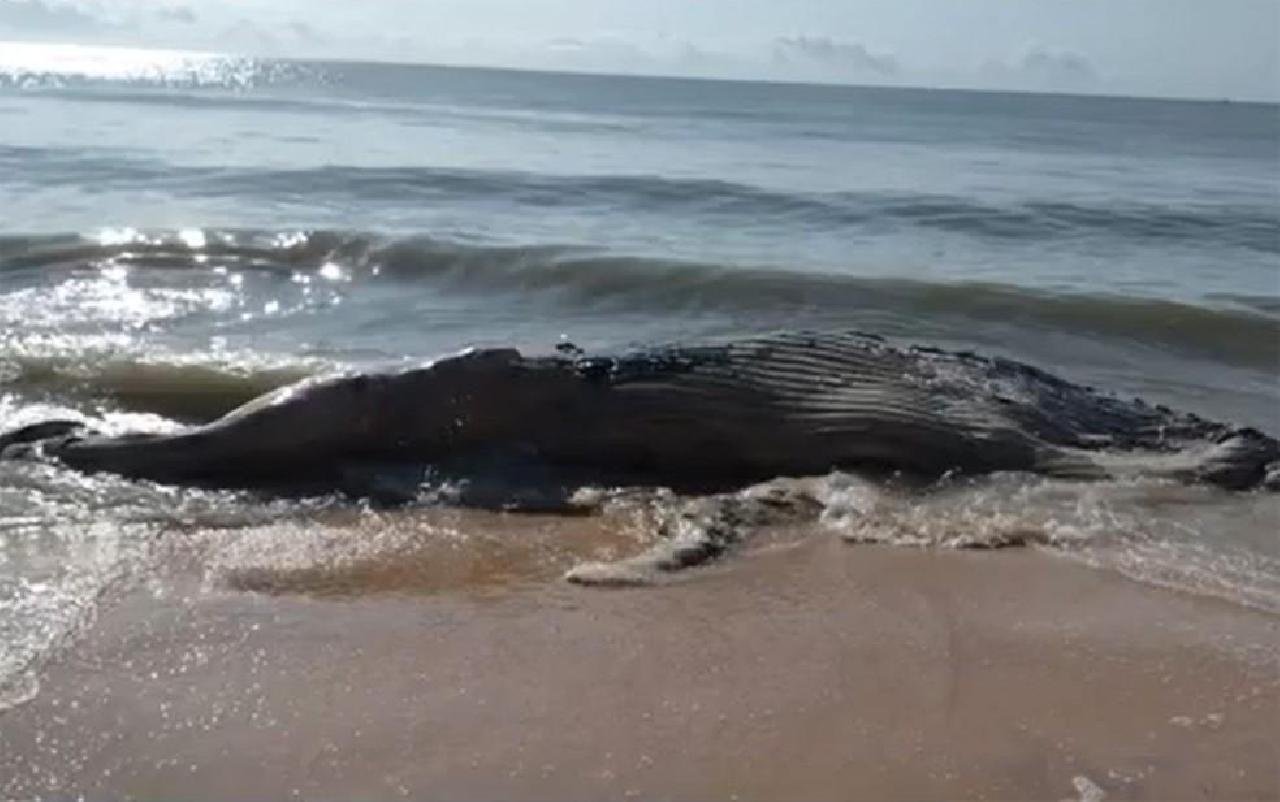 BALEIA JUBARTE ENCALHA NO SUL DA BAHIA BALEIA JUBARTE ENCALHA NO SUL DA BAHIA