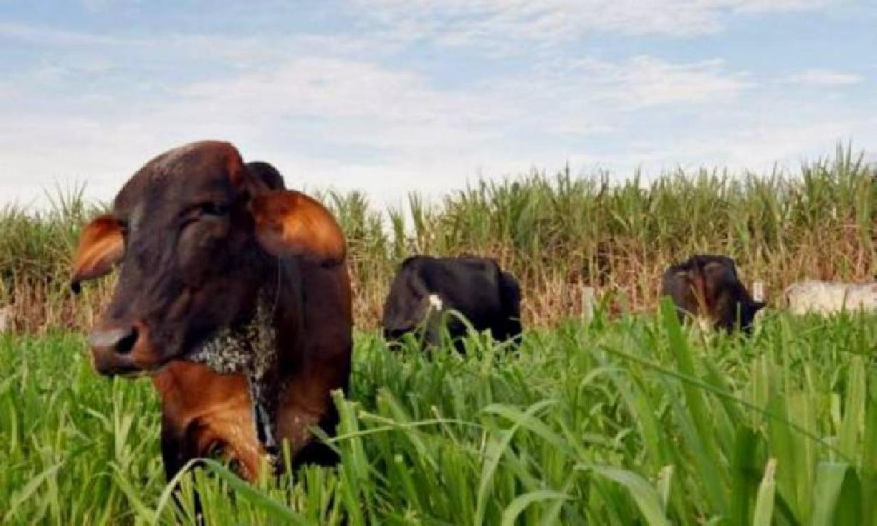 PROJETO DO AGRO DA BAHIA É APROVADO NA ONU PROJETO DO AGRO DA BAHIA É APROVADO NA ONU