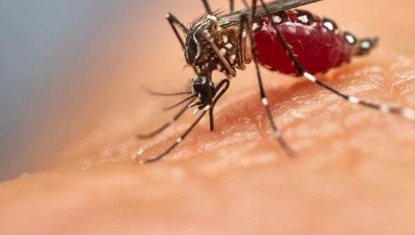 BAHIA REGISTRA AUMENTO DE MAIS DE 650% NOS CASOS SUSPEITOS DE DENGUE