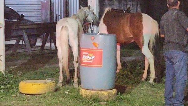 PREFEITURA DE ILHÉUS INTENSIFICA RECOLHIMENTO DE EQUINOS SOLTOS EM ÁREAS URBANAS PREFEITURA DE ILHÉUS INTENSIFICA RECOLHIMENTO DE EQUINOS SOLTOS EM ÁREAS URBANAS